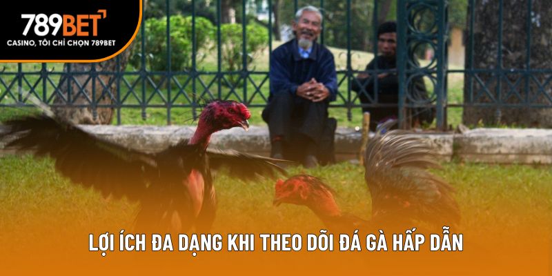 Lợi ích đa dạng khi theo dõi đá gà hấp dẫn